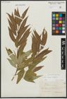 Foto von Salix alba L. x Salix fragilis L.